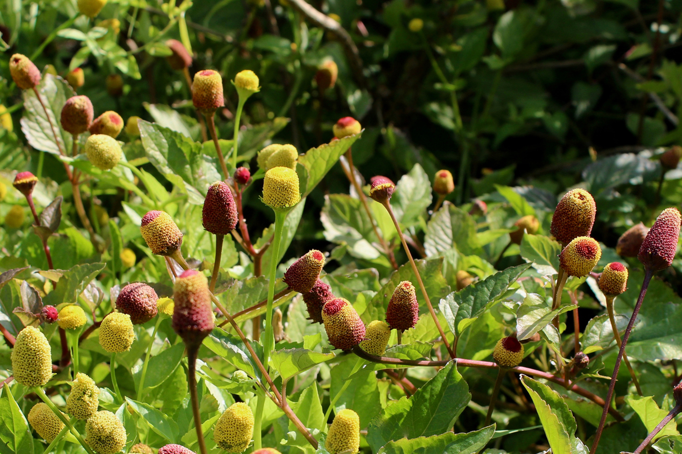 Фото из статьи