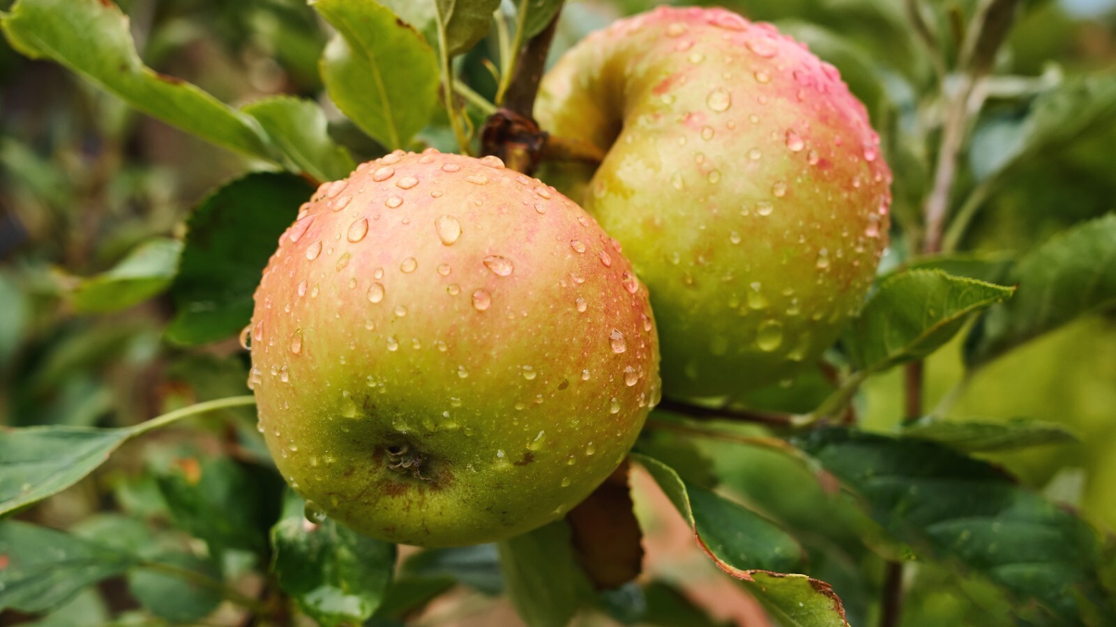 Фото из статьи