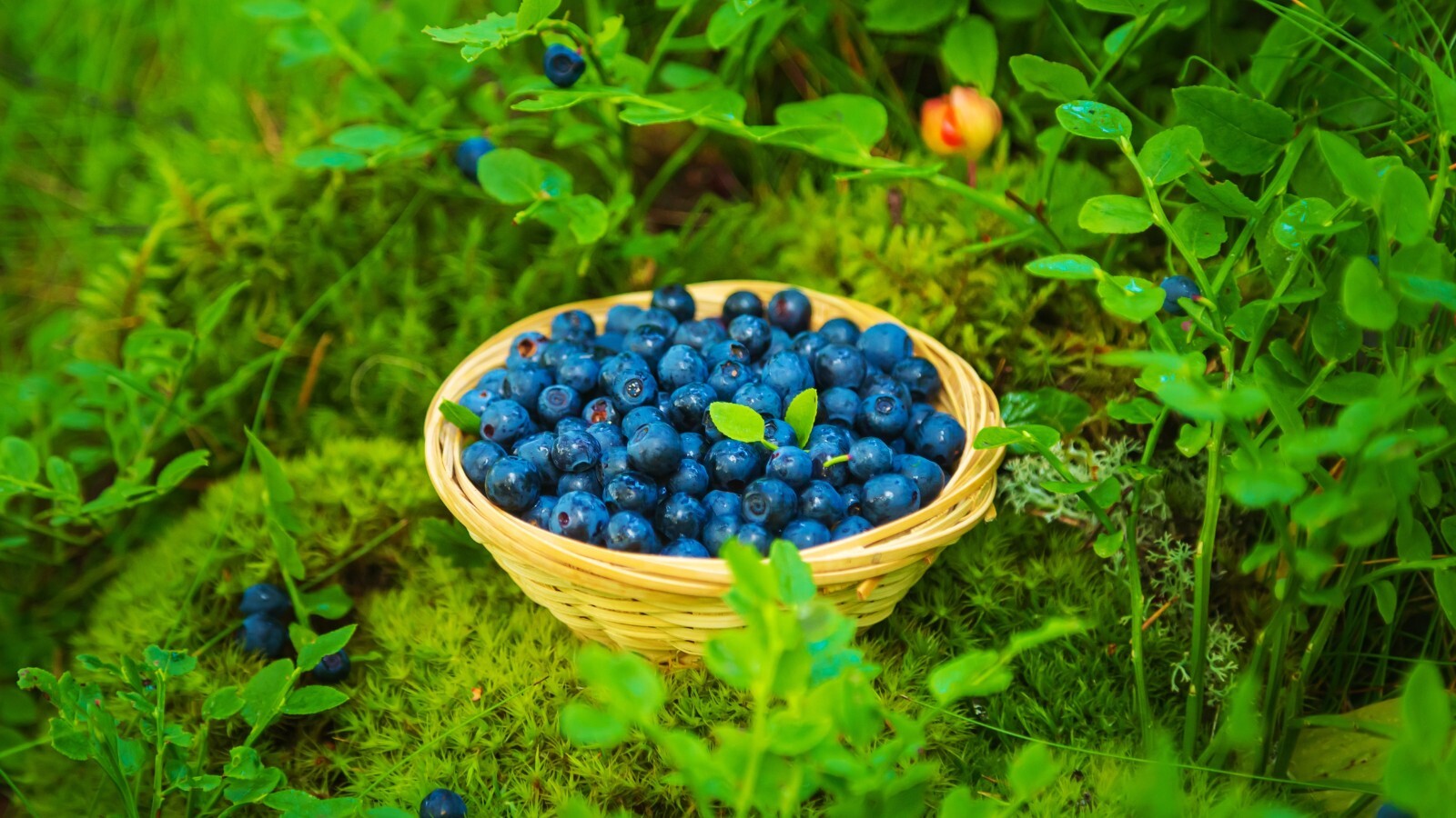 Фото из статьи