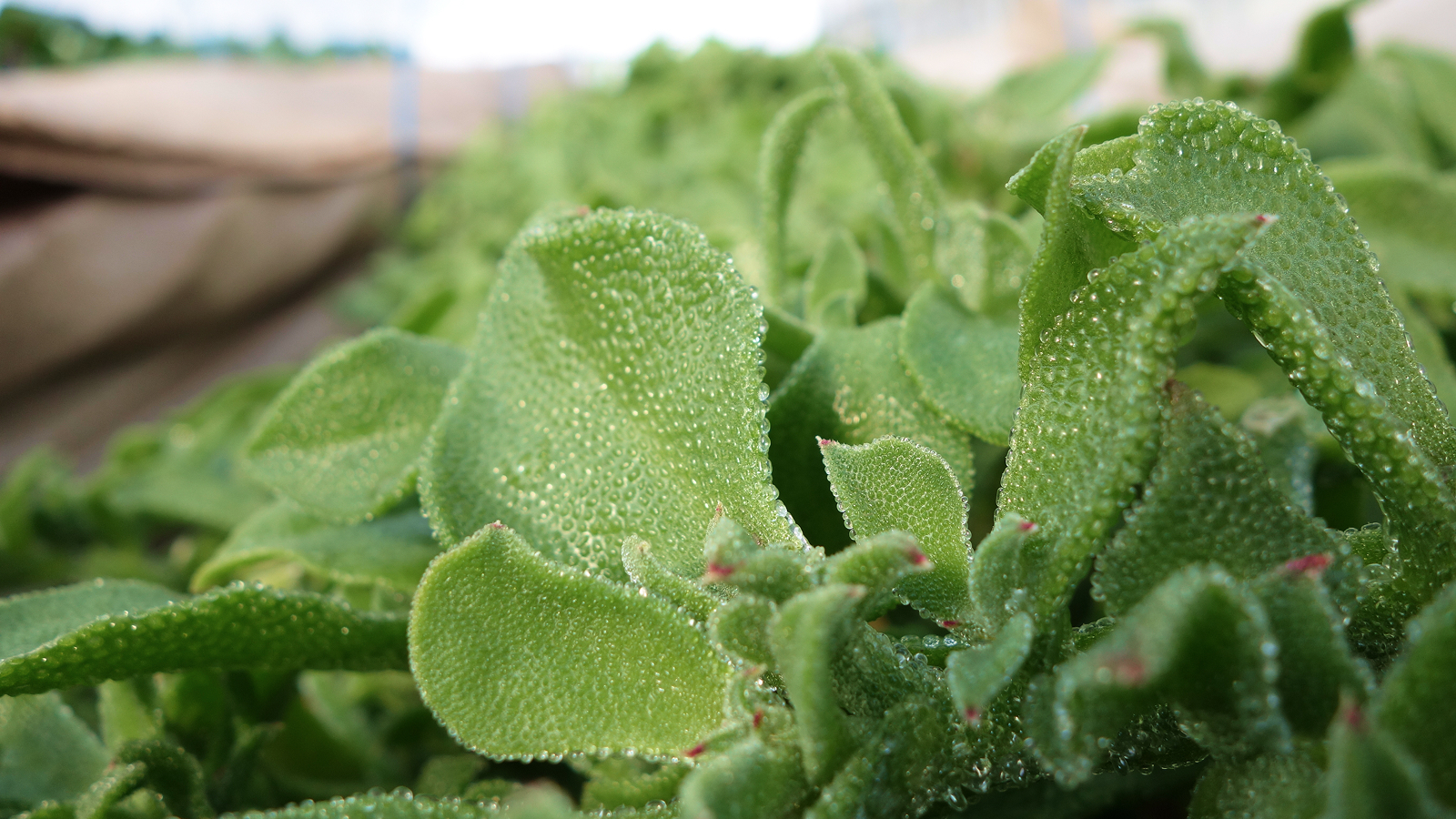 Фото из статьи