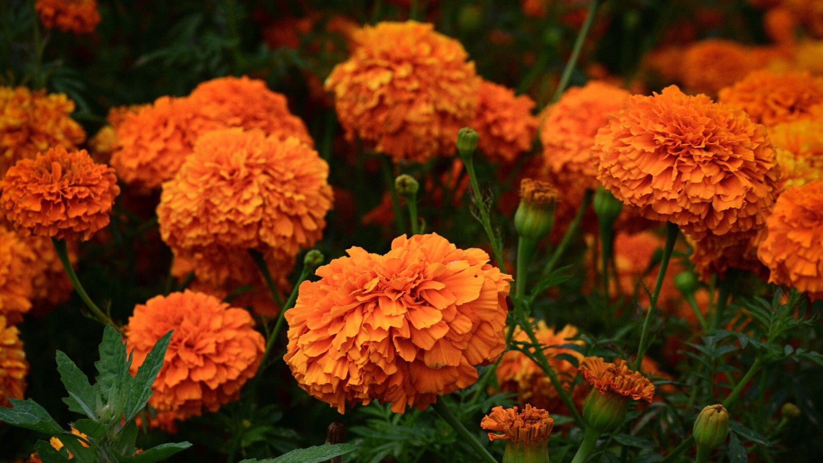 Фото из статьи