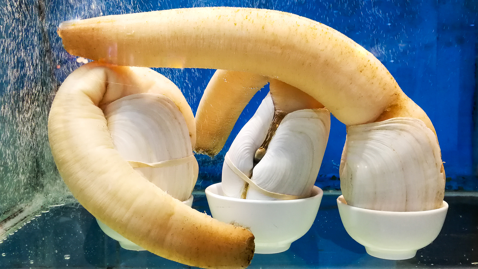 Фото из статьи