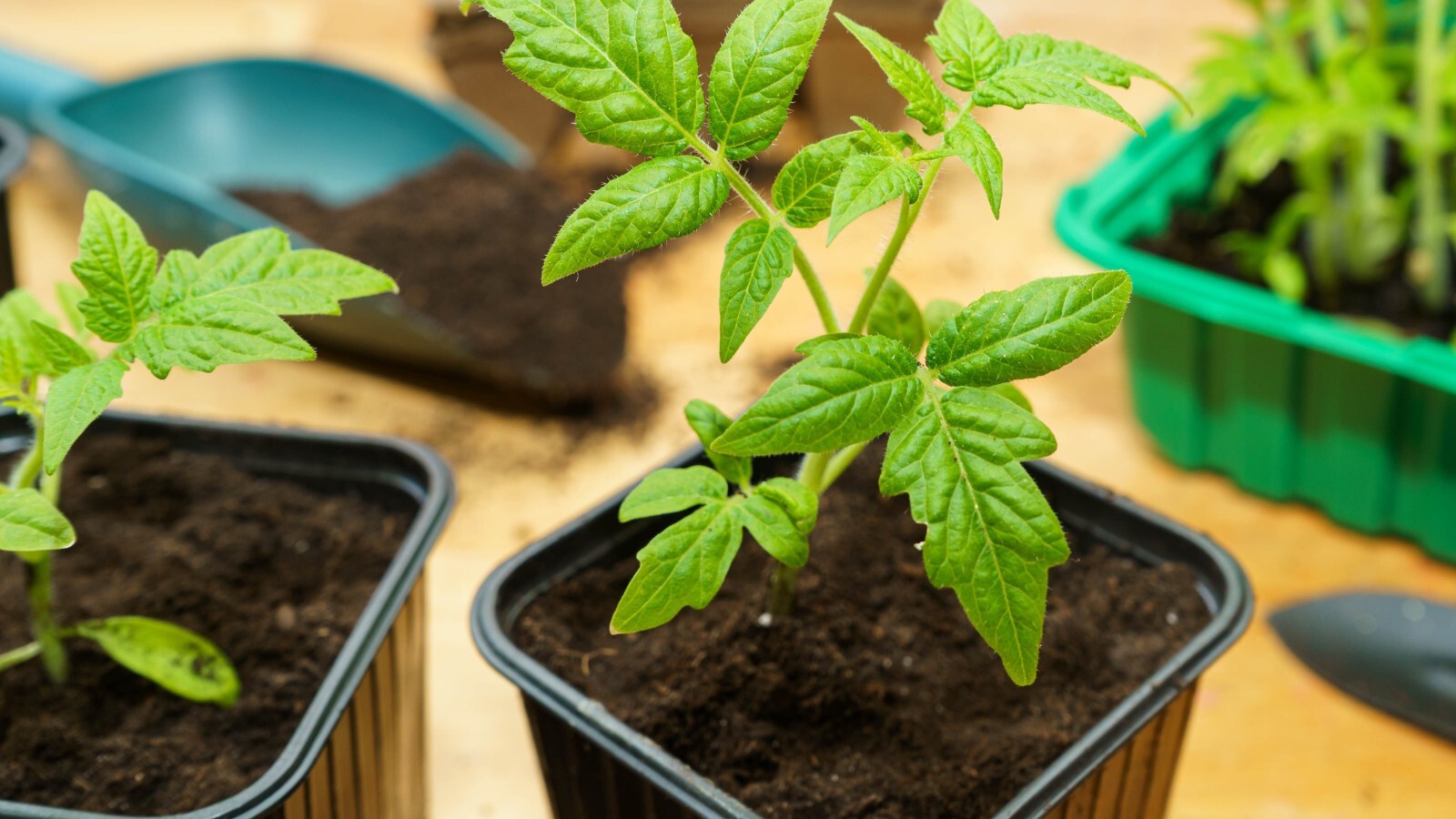 Фото из статьи